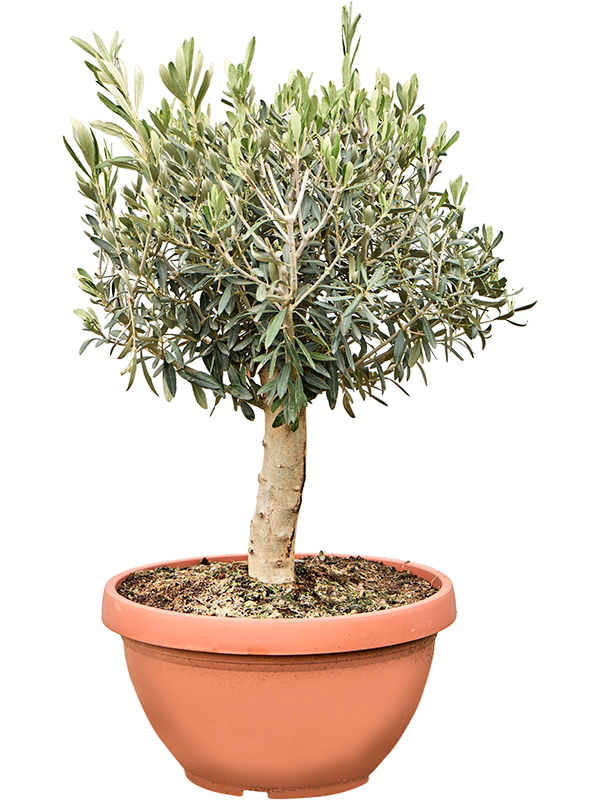 Olea europaea (70-90) (Erde 80)