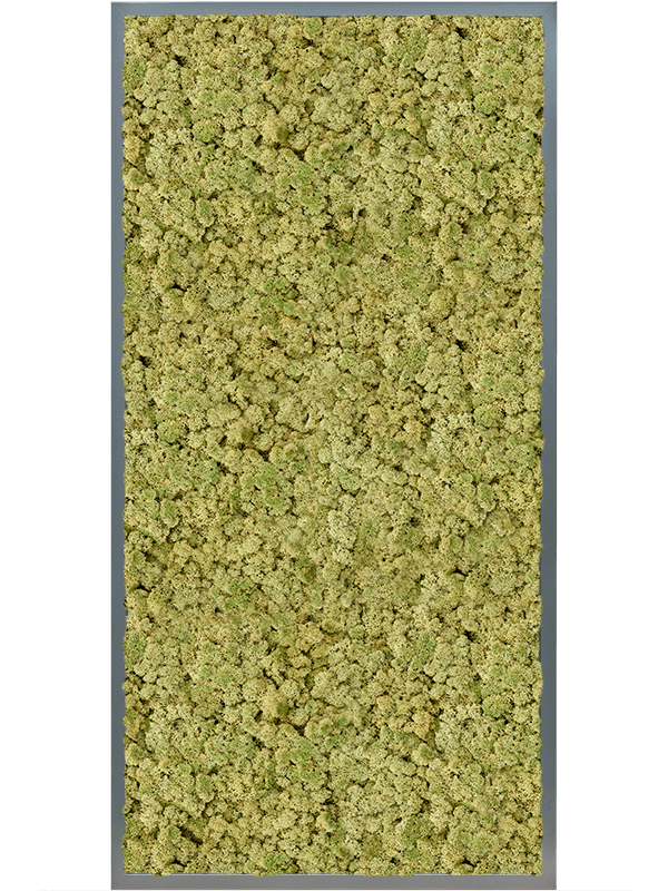 CMSS00809