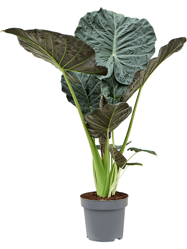 Alocasia 'Regal Shields' (Erde 145)