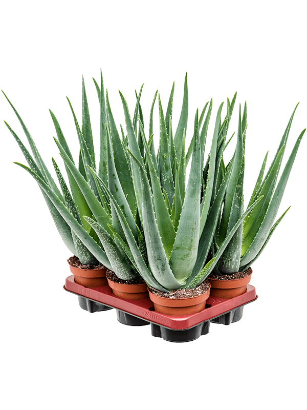 Aloe vera barbadensis 6/tray (Erde 45)