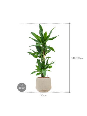Dracaena fragrans 'Burundii' in Baq Raindrop (114) inkl. Gefäß