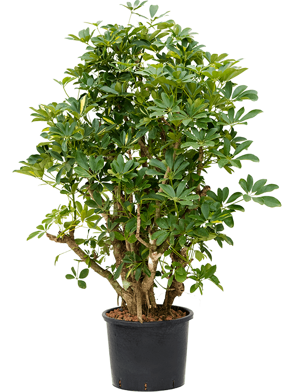  Schefflera arboricola 'Gold Capella' (Hydro 130)