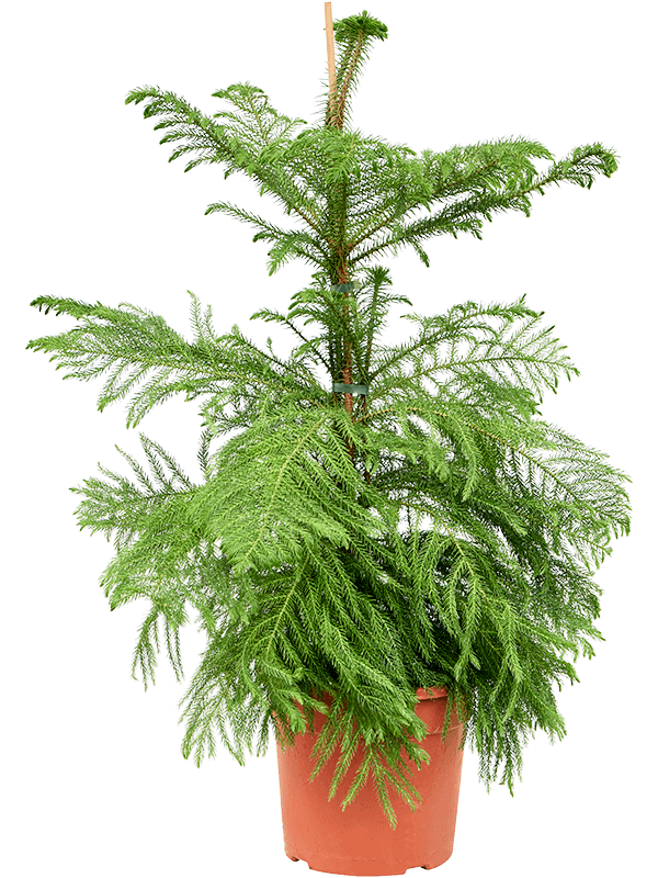 Araucaria heterophylla (Erde 105)