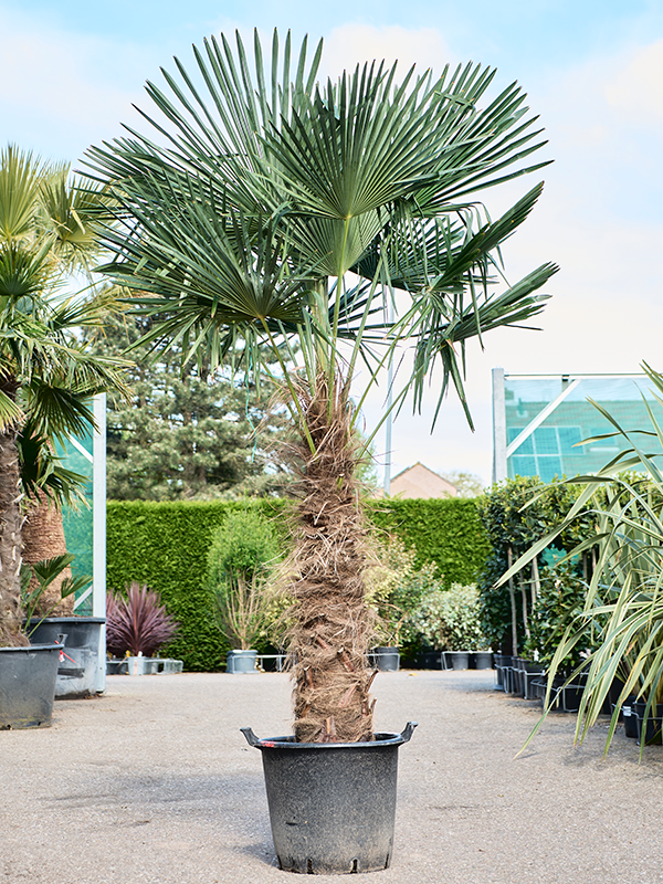 Trachycarpus fortunei (200-260) (Erde 230)