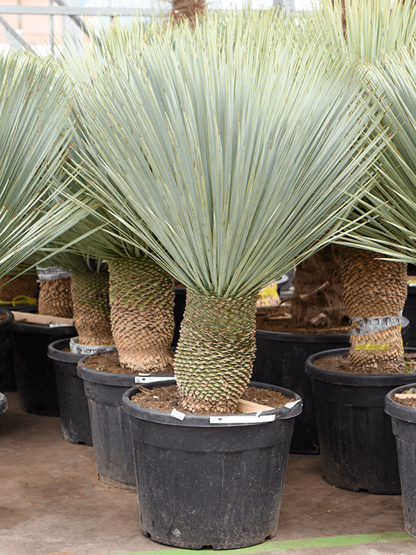 Yucca rostrata (150-160) (Erde 155)