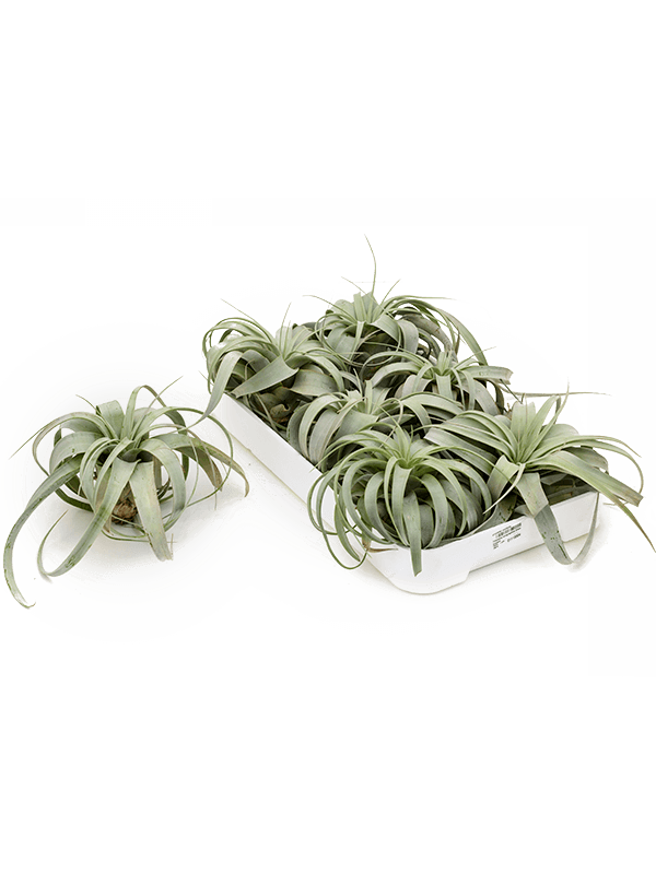 Tillandsia xerographica 6/box (Erde 12)