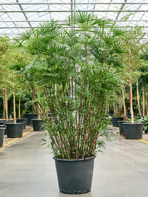 Rhapis humilis (190-210) (Erde 200)