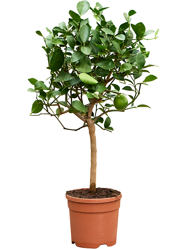 Citrus aurantifolia 'Green lime' (Erde 65)