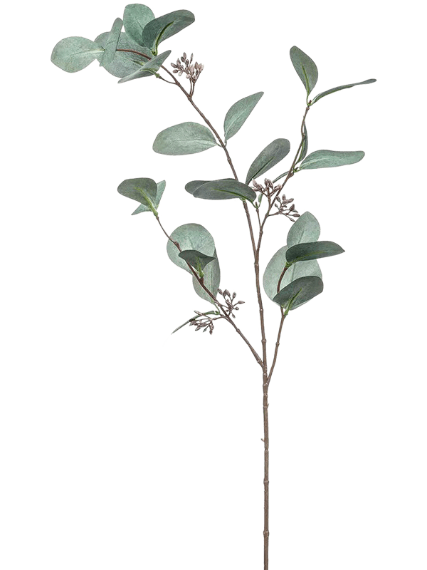 Eucalyptus (73)
