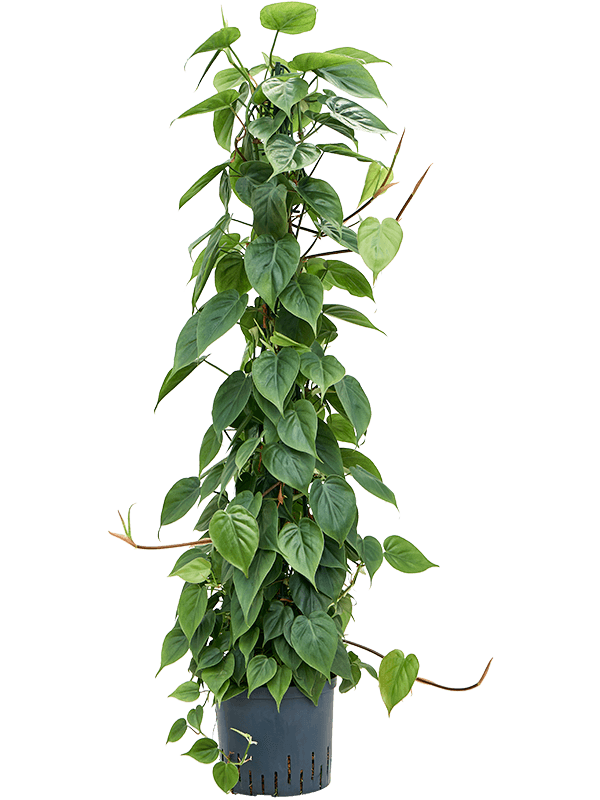 Philodendron scandens (Hydro 120)