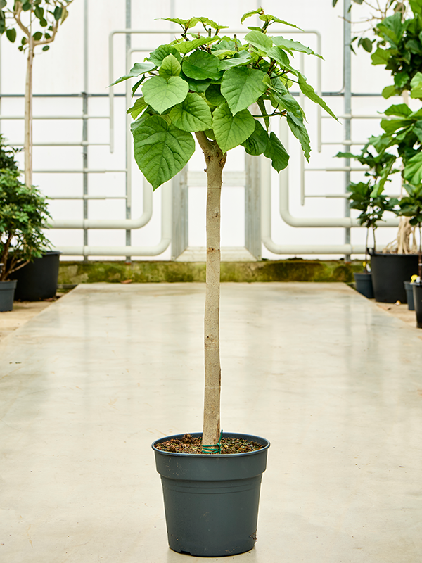 Ficus umbellata (Erde 150)