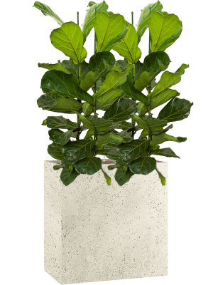 Ficus lyrata in Grigio (151) inkl. Gefäß