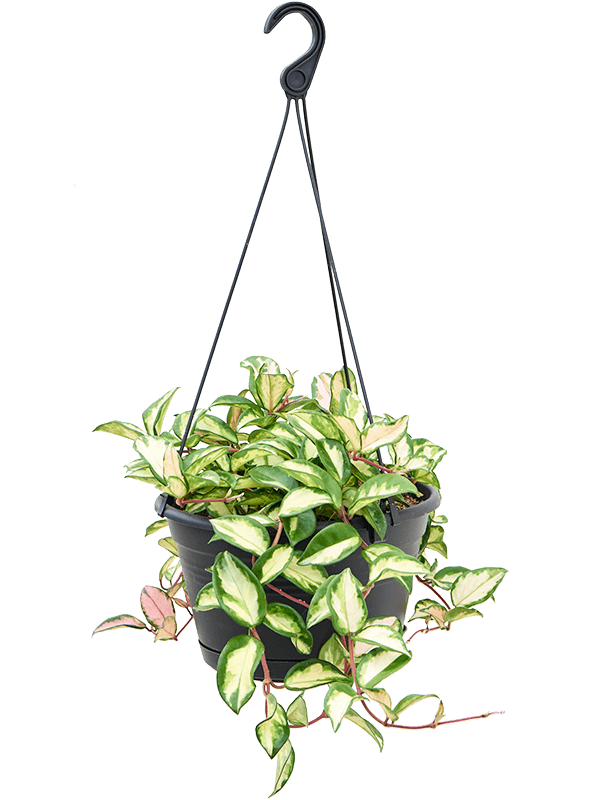 Hoya carnosa 'Tricolor' (Erde 50)