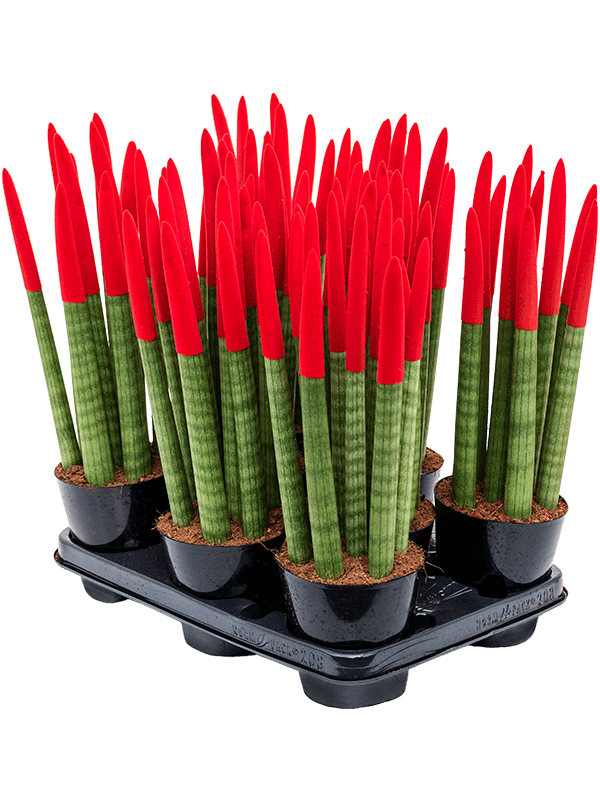 Sansevieria cy. sp. 'Velvet Touchz' 8/tray (Erde 40)