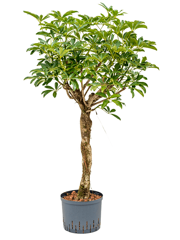 Schefflera arboricola 'Compacta' (Hydro 135)