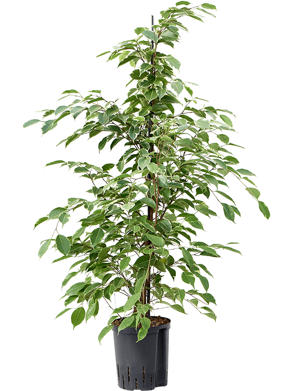 Ficus benjamina 'Golden king' (Hydro 120)