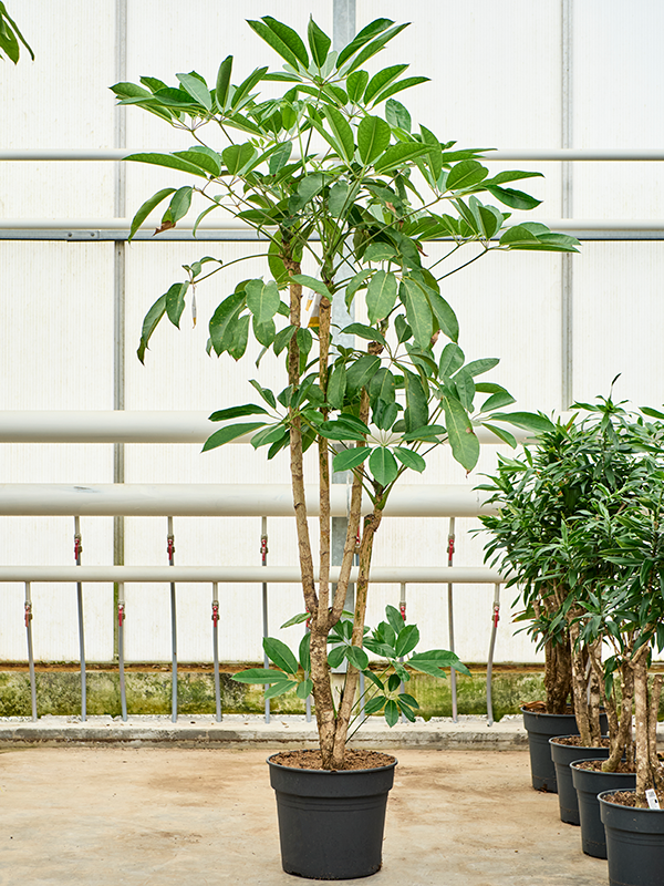 Schefflera actinophylla 'Amate' (Erde 245)