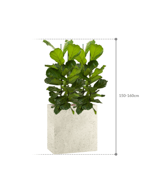 Ficus lyrata in Grigio (151) inkl. Gefäß