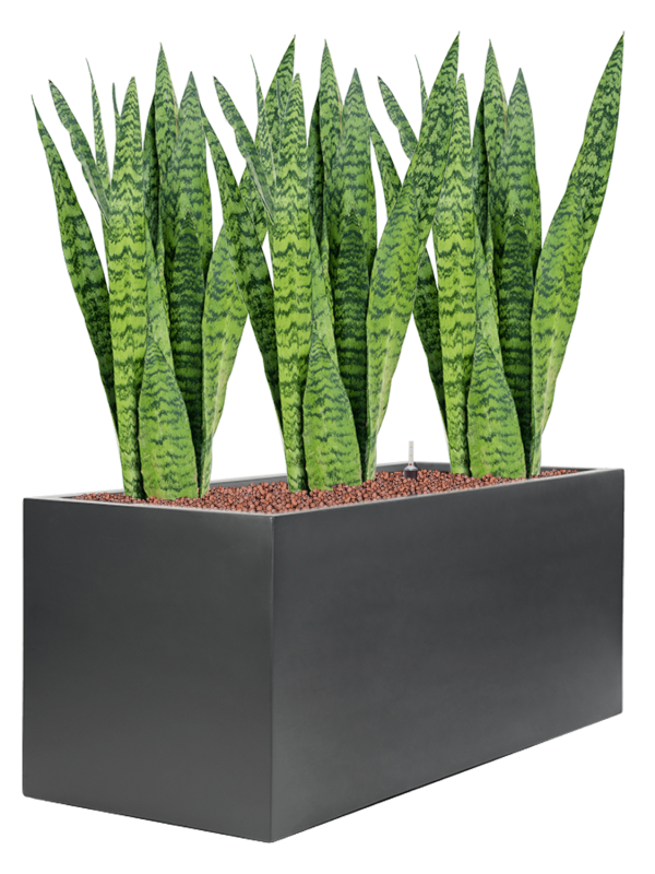 Sansevieria zeylanica in Stretto (88) inkl. Gefäß
