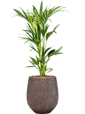 CC0006384-medium