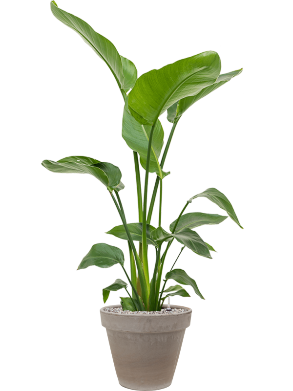 Strelitzia nicolai in Terra Cotta (136) inkl. Gefäß