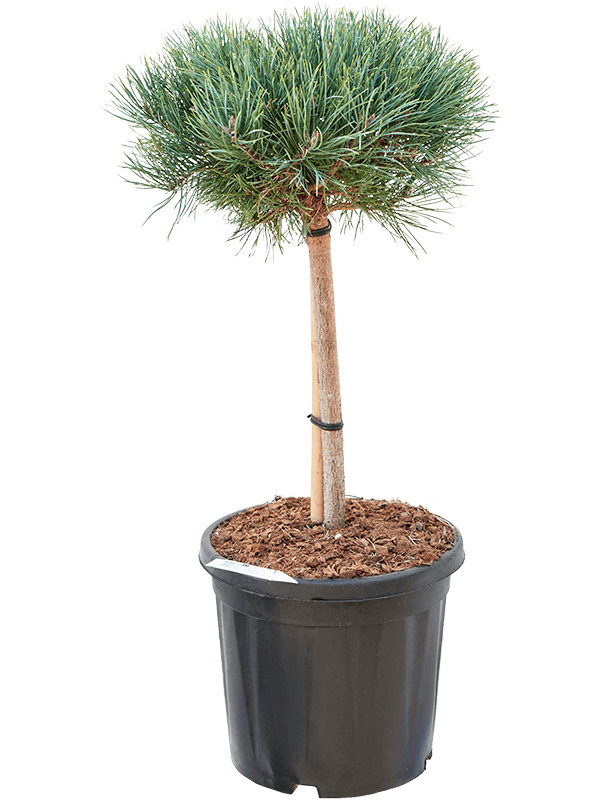 Pinus sylvestris 'Watereri' (Erde 90)