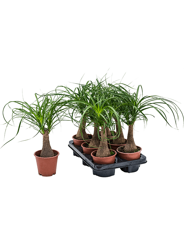 Beaucarnea recurvata 6/tray (Erde 35)