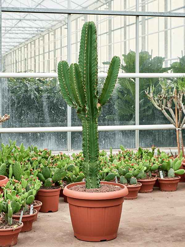 Euphorbia ingens (Erde 150)