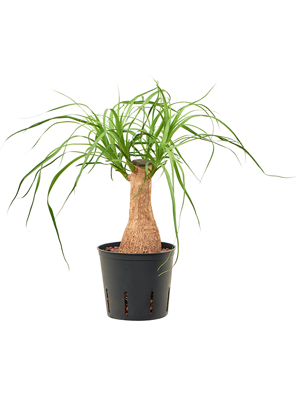 Beaucarnea recurvata (Hydro 40)