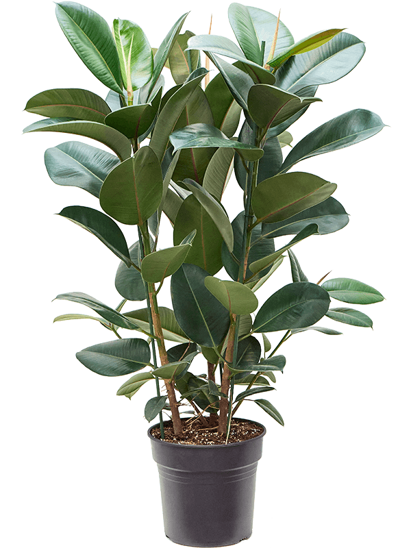 Ficus elastica 'Robusta' (Erde 130)