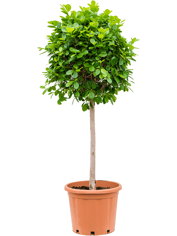 Ficus microcarpa 'Moclame' (Erde 160)
