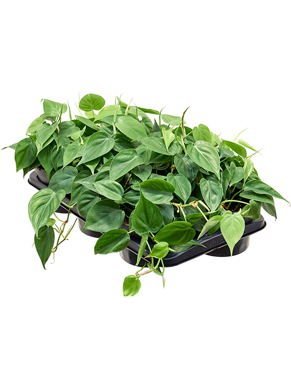 Philodendron scandens 6/tray (Erde 20)