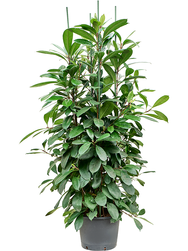 Ficus cyathistipula (Hydro 180)
