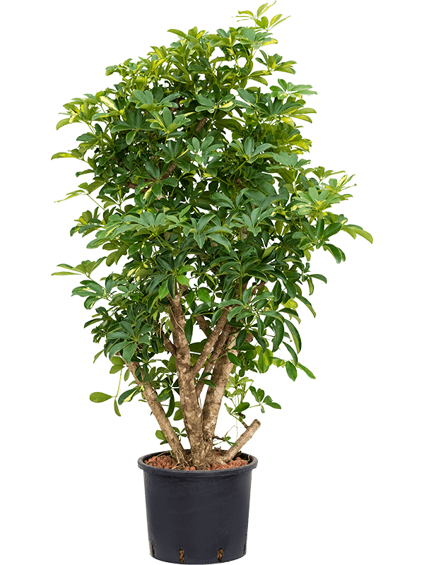 Schefflera arboricola 'Gold Capella' (Hydro 150)