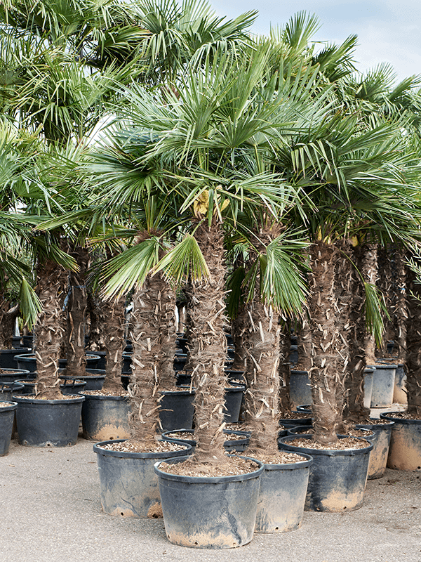 Trachycarpus fortunei (290-320) (Erde 305)