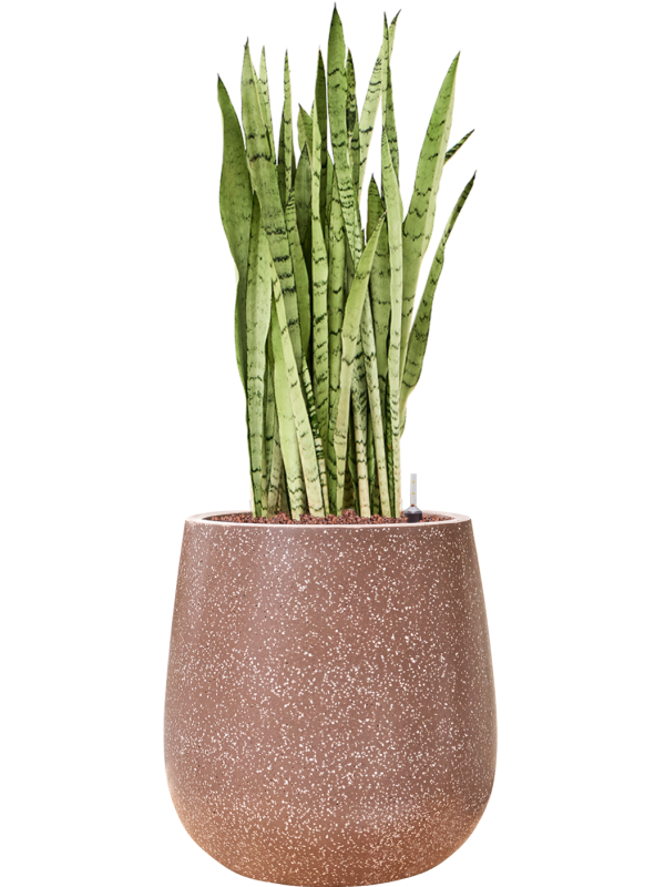 Sansevieria trifasciata 'Silver Mist' in Baq Terrazzo (95) inkl. Gefäß