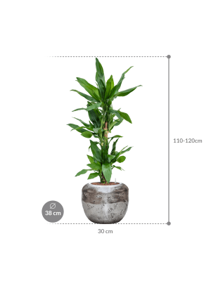 Dracaena fragrans 'Burundii' in Baq Opus Raw (118) inkl. Gefäß