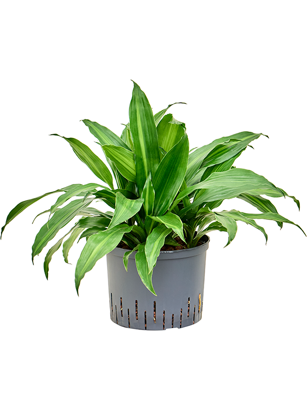 Dracaena fragrans 'Rainbow' (Hydro 50)