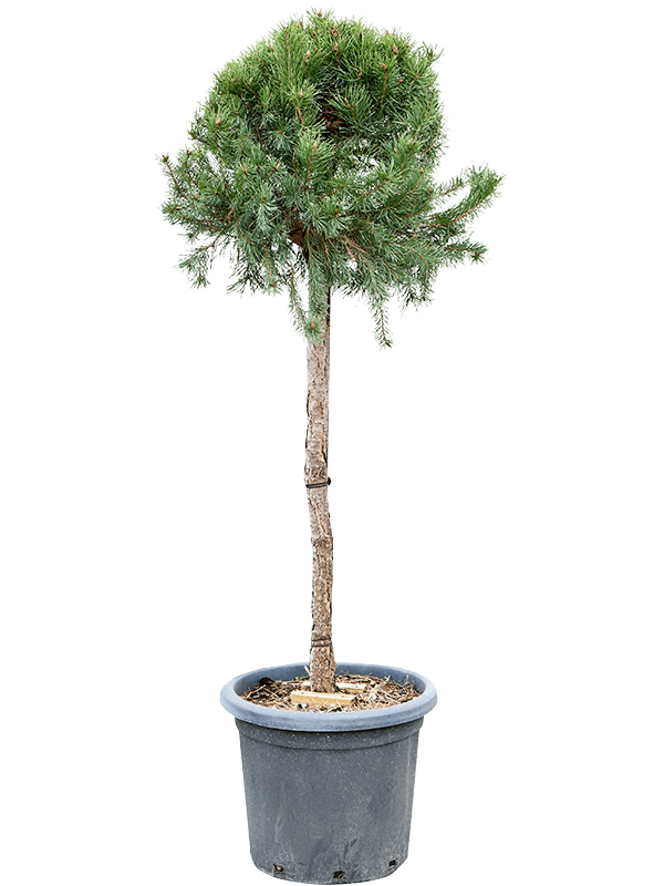 Pinus sylvestris 'Watereri Nana' (140-150) (Erde 145)