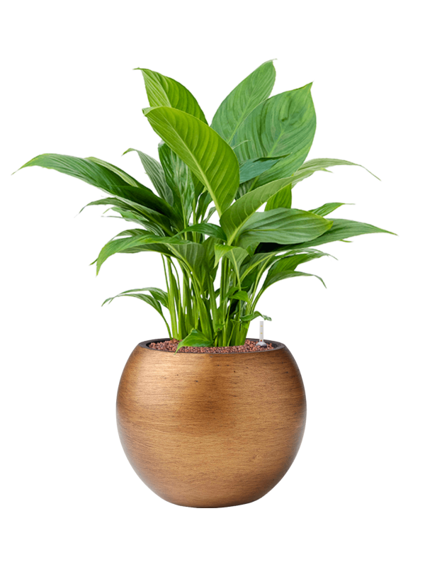 Spathiphyllum 'Gokyo' in Capi Lux Retro (69) inkl. Gefäß