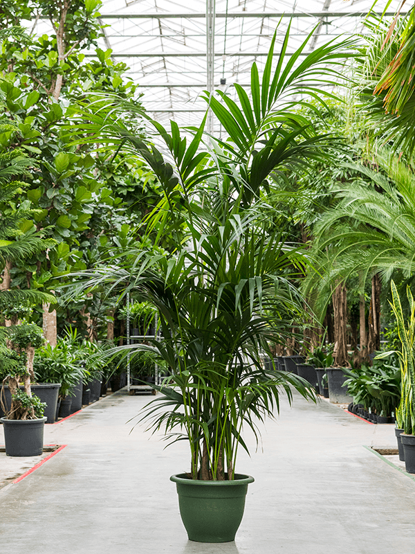 Kentia (Howea) forsteriana (Erde 230)