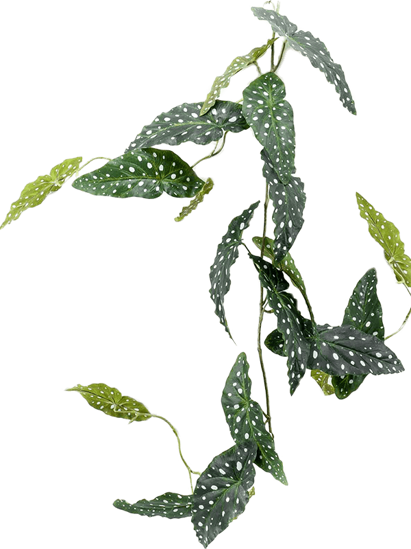 Begonia maculata (120)