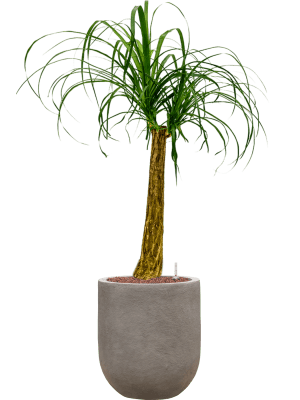 Beaucarnea recurvata in Baq Nucast (112) inkl. Gefäß