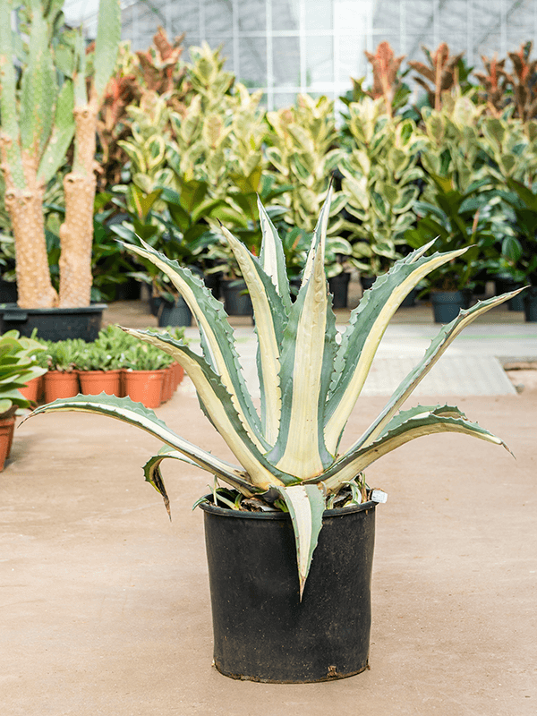 Agave amerciana mediopicta 'Alba' (Erde 80)