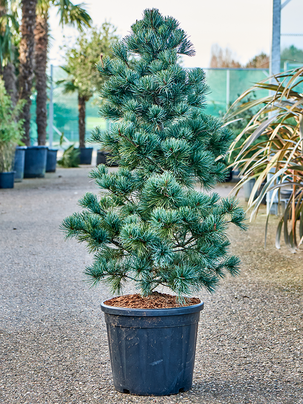 Pinus parviflora 'Negishi' (120-140) (Erde 130)