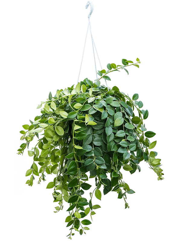 Aeschynanthus 'Mona Lisa' (Erde 55)