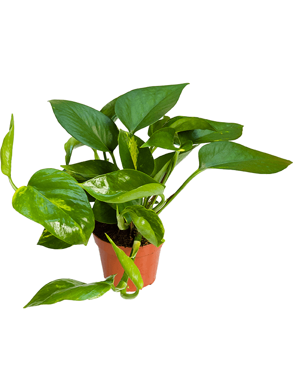 Scindapsus (Epipremnum) 'Aureum' 12/tray (Erde 20)