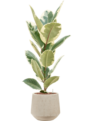 Ficus elastica 'Tineke' in Baq Raindrop (108) inkl. Gefäß