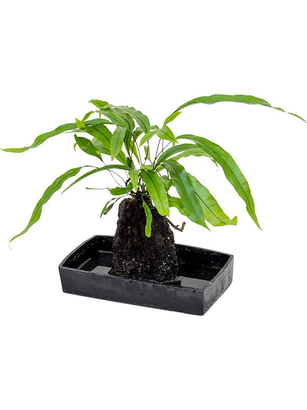 Lova microsorum diversifolium (Erde 40)