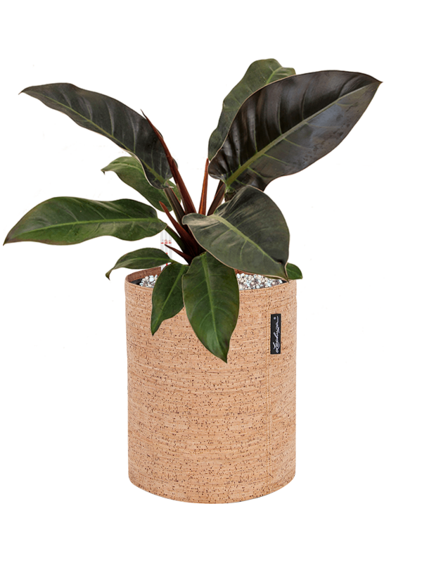 Philodendron 'Imperial Red' in Lechuza Trendcover 23 Cork (42) inkl. Gefäß
